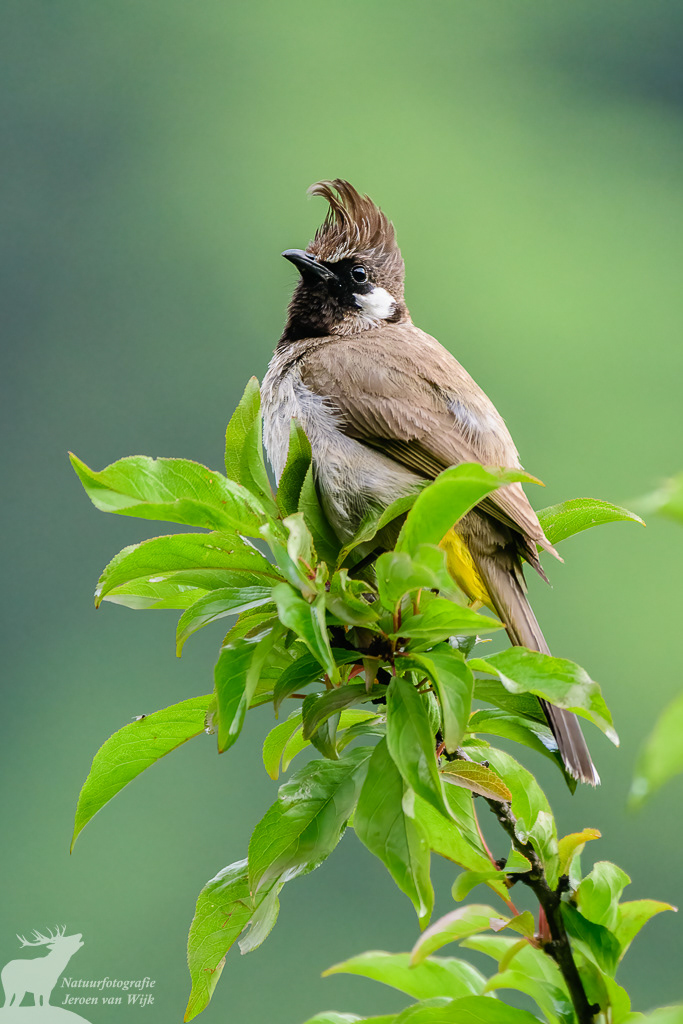  Himalayan bulbul (Pycnonotus leucogenys)