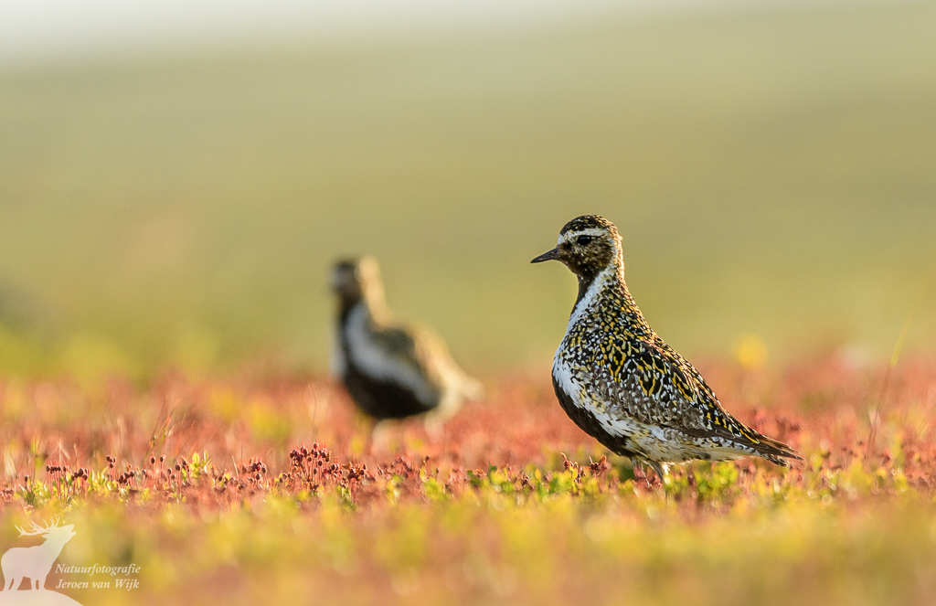European golden plover (Pluvialis apricaria), Ljungdalsfjällen, Sweden, 2021.