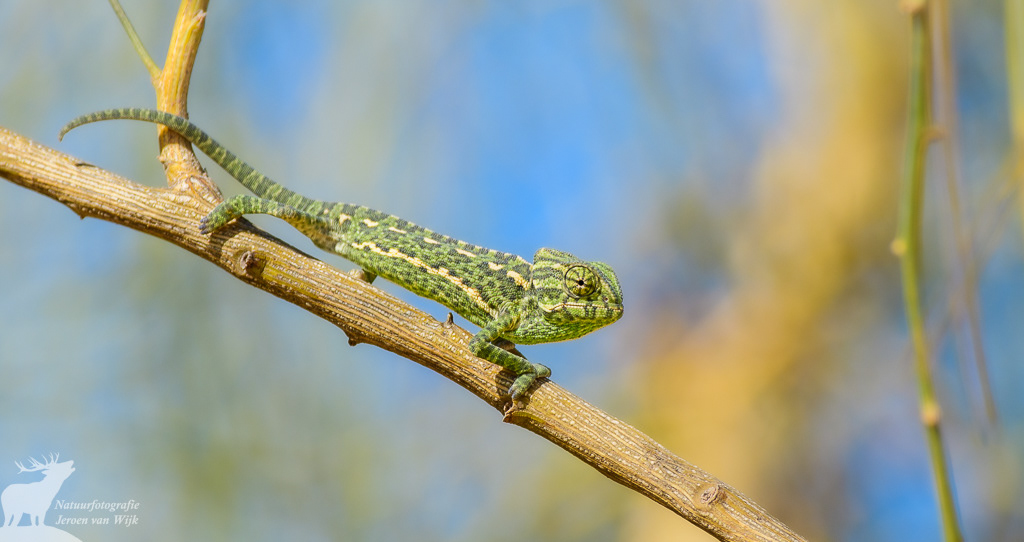 Common chameleon (Chamaeleo chamaeleon), Barbate
