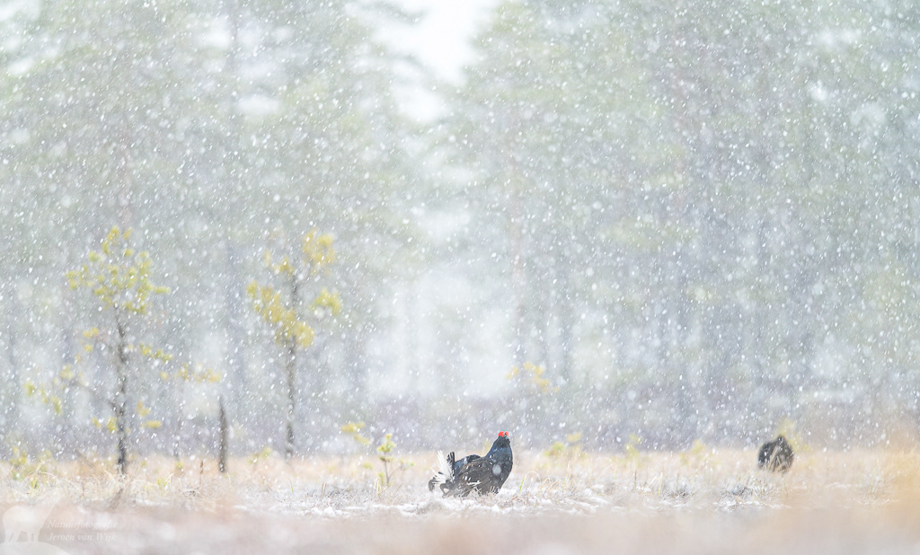 Black grouse (Lyrurus tetrix)