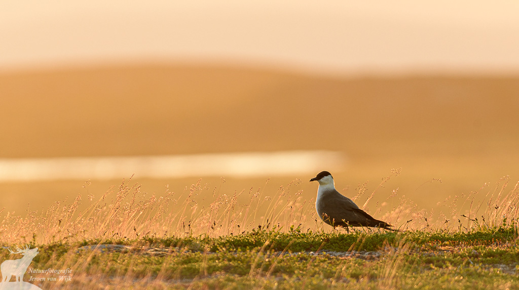 Long-tailed skua (Stercorarius longicaudus), Ljungdalsfjällen, Sweden, 2021.
