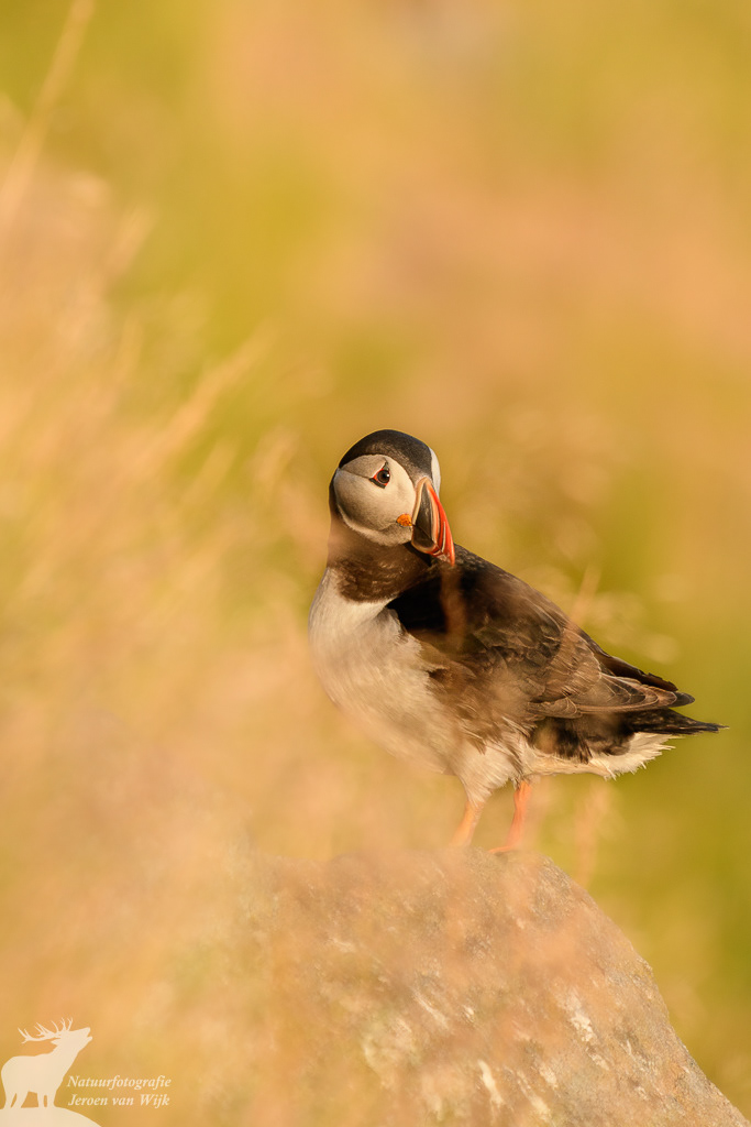 Atlantic puffin (Fratercula arctica), Runde, Norway, 2021.