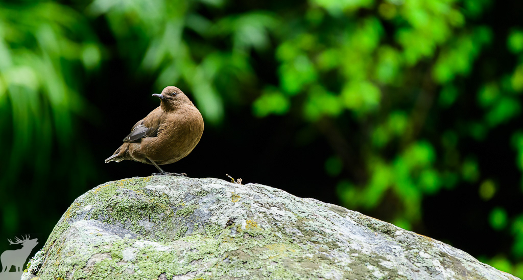 Brown dipper (Cinclus pallasii)