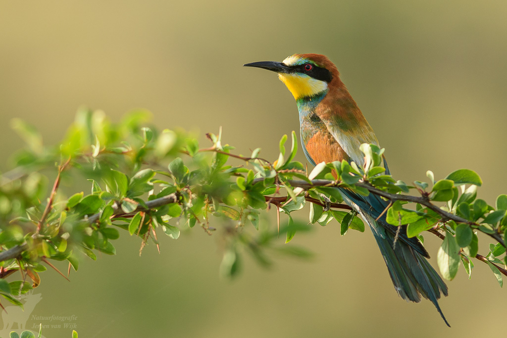 European bee-eater (Merops apiaster), Chachuna Managed Reserve