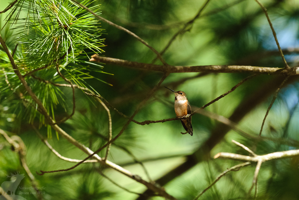 Rufous hummingbird (Selasphorus rufus)