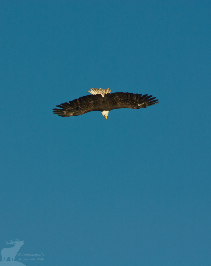 Bald eagle (Haliaeetus leucocephalus)