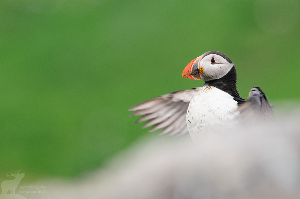 Atlantic puffin (Fratercula arctica)