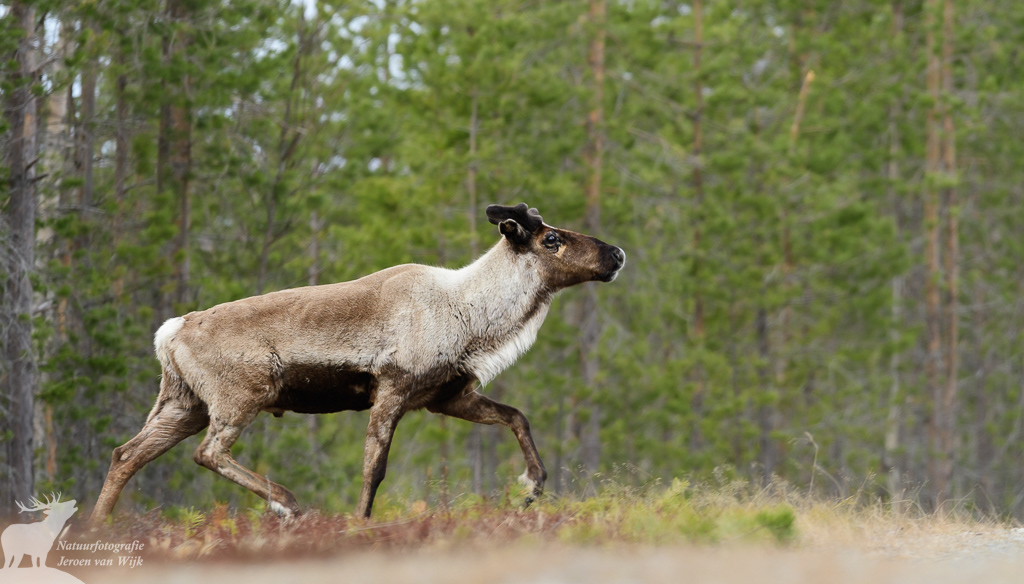 Domestic reindeer (Rangifer tarandus), Jämtlands län