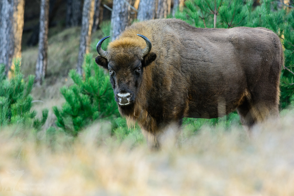 European bison (Bison bonasus)