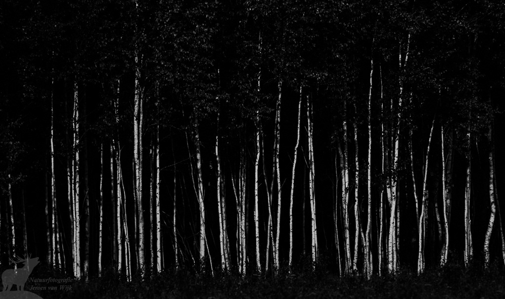Black-and-white birch forest