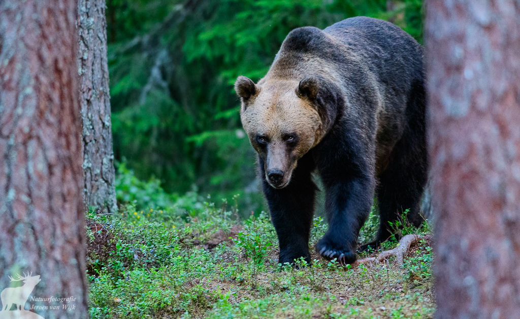 Wild brown bear (Ursus arctos arctos), Central Sweden, 2017.