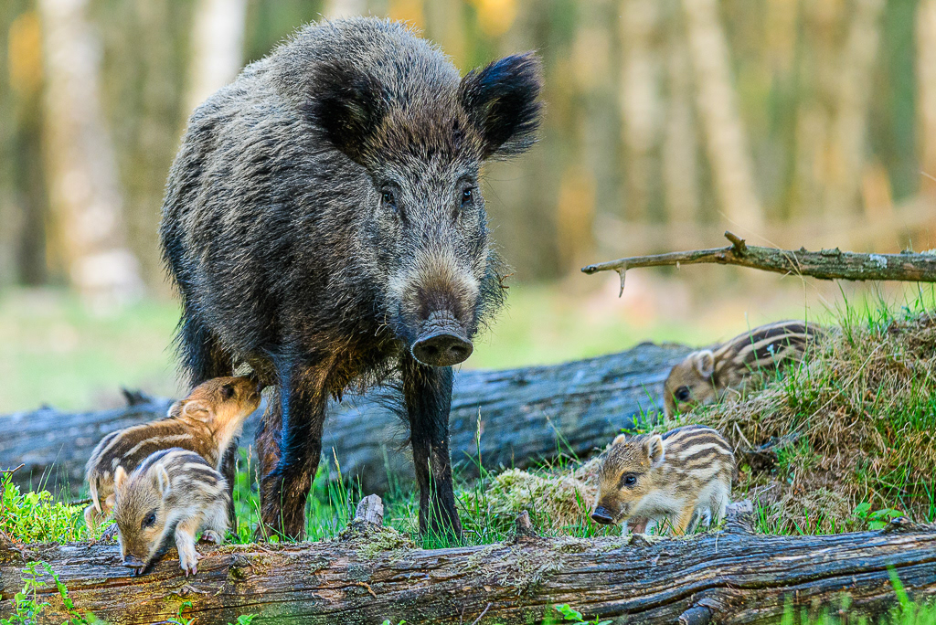 Wild boar (Sus scrofa)