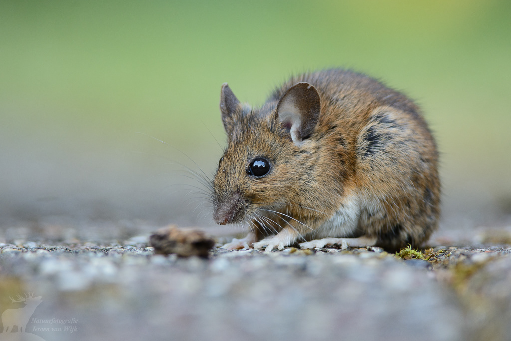 Wood mouse (Apodemus sylvaticus)