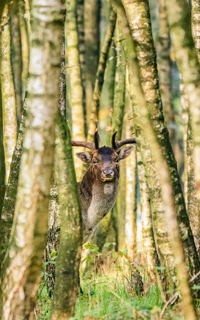Fallow deer (Dama dama)
