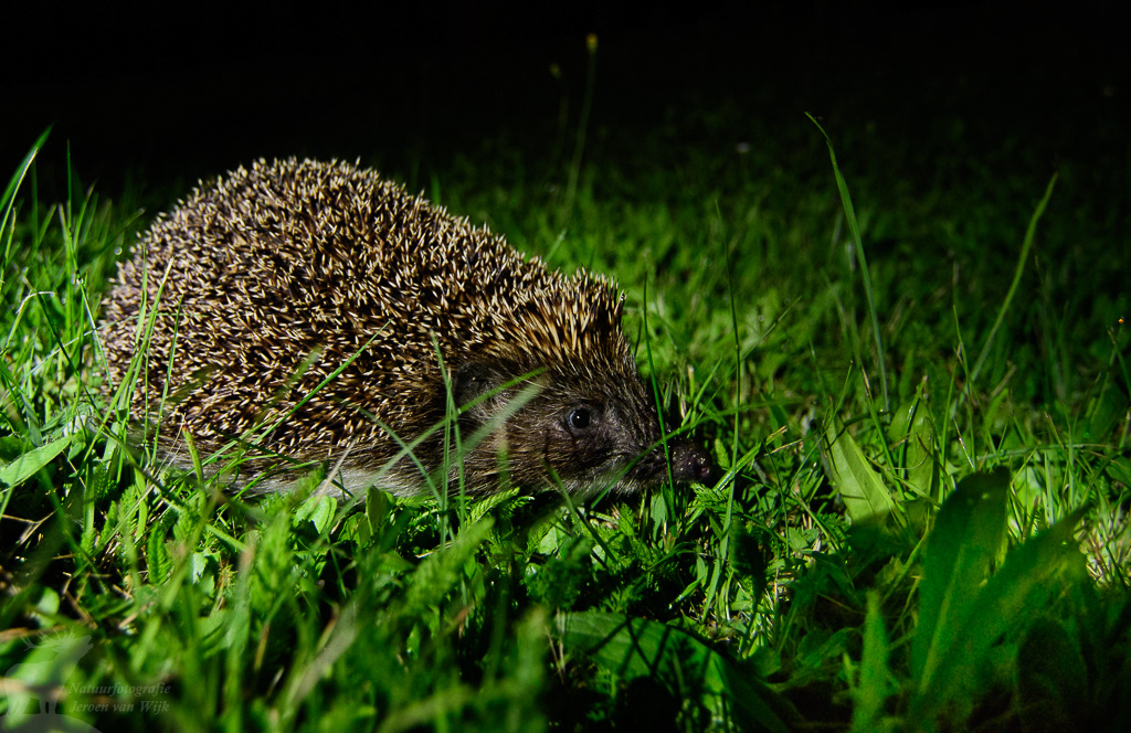 Northern white-breasted hedgehog (Erinaceus roumanicus), Białowieża
