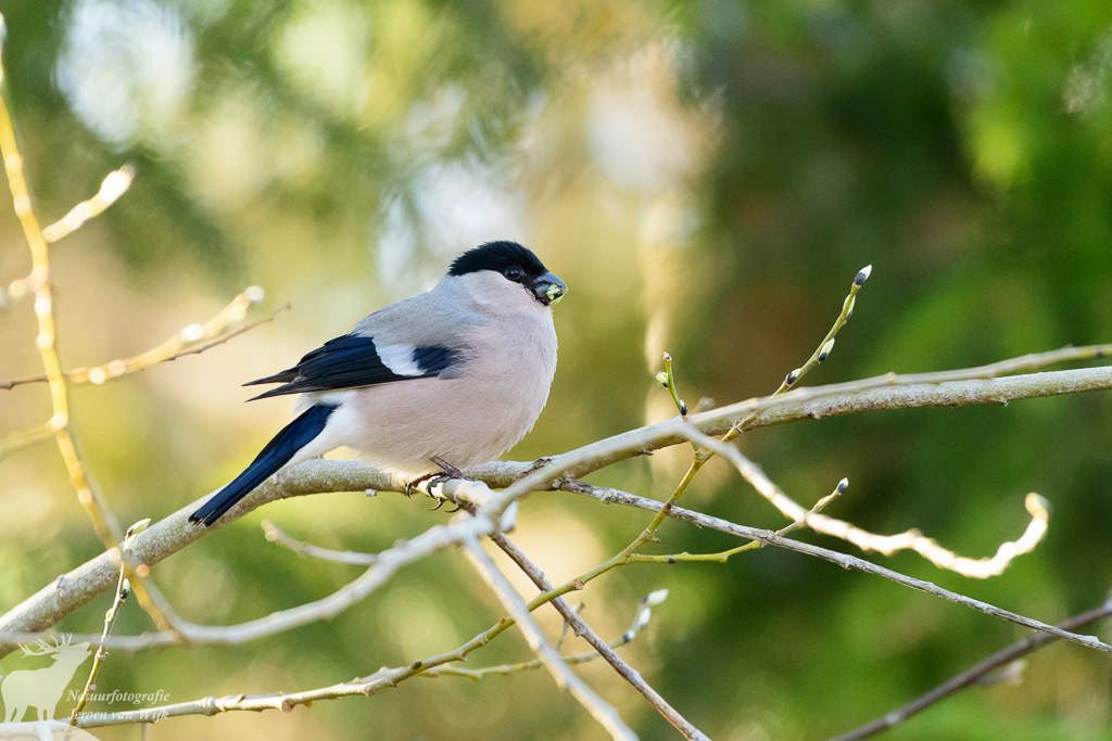 Female bullfinch (Pyrrhula pyrrhula)