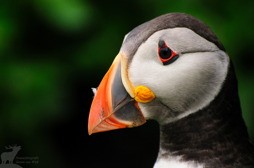 Atlantic puffin (Fratercula arctica)