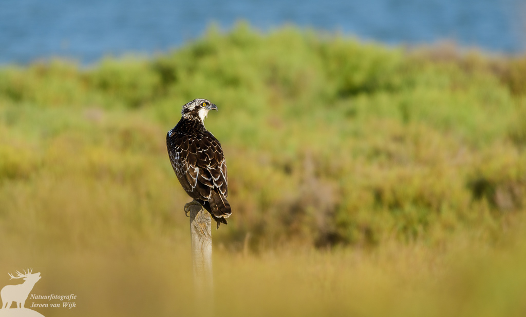 Osprey (Pandion haliaetus), Ebro delta