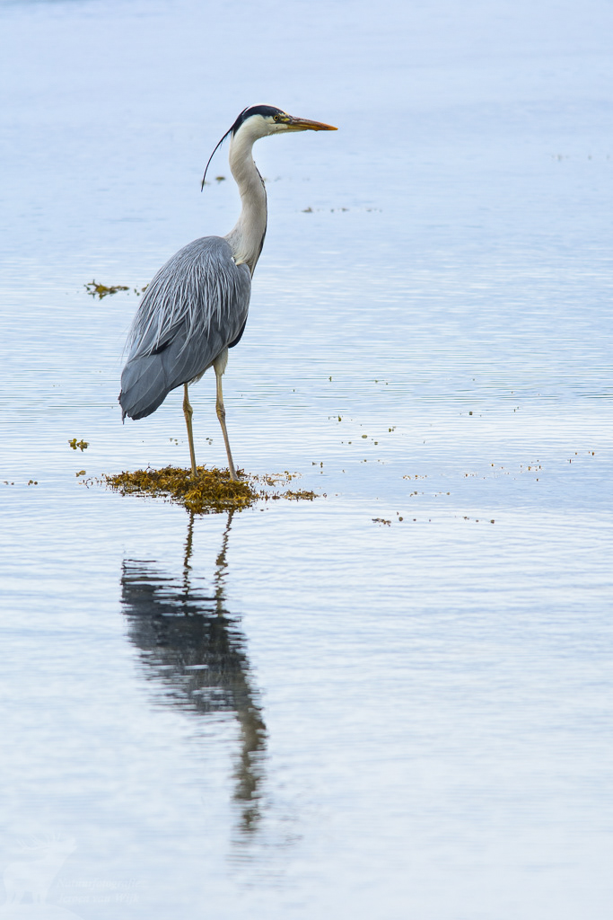 Grey heron (Ardea cinerea)