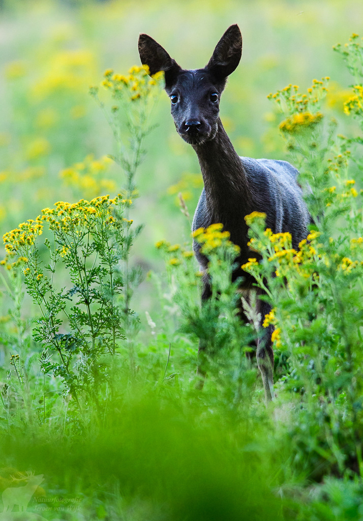 Melanistic Roe Deer (Capreolus capreolus)
