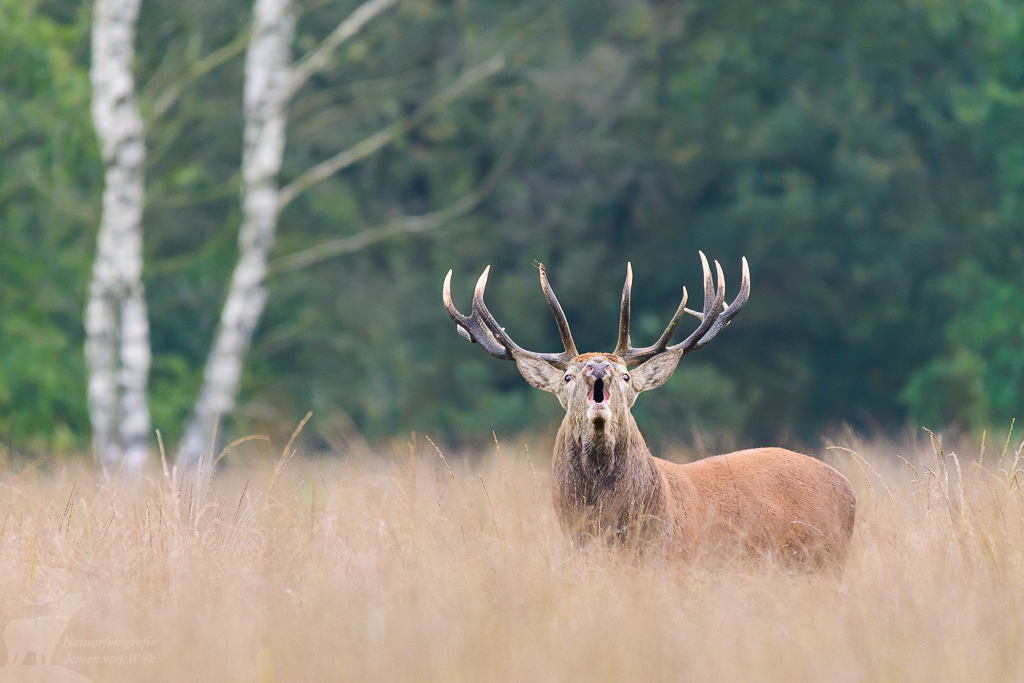 Red Deer (Cervus elaphus)