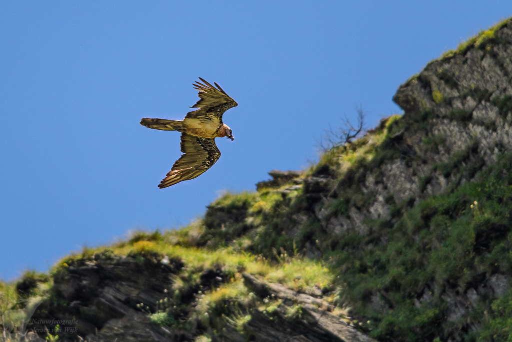 Bearded vulture (Gypaetus barbatus)