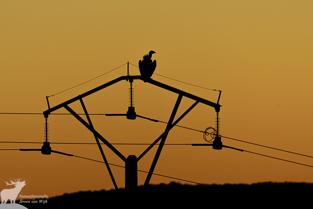 Griffon vulture (Gyps fulvus), Extremadura