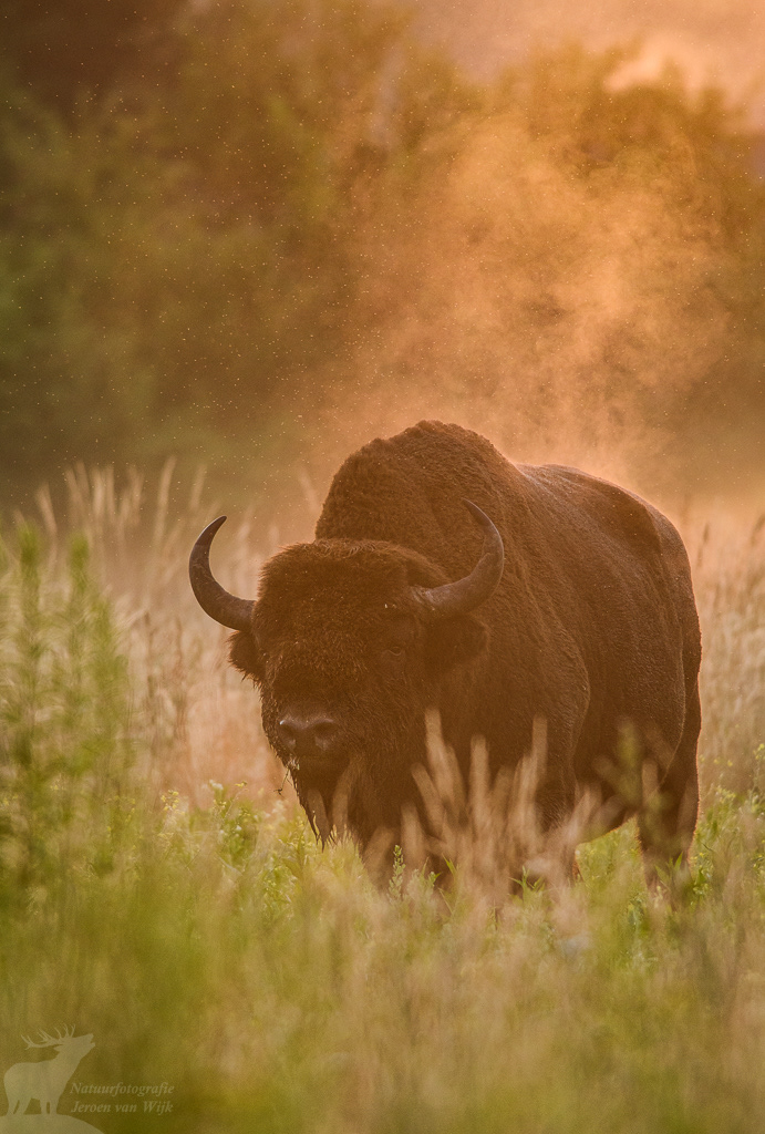 European bison (Bison bonasus), Białowieża