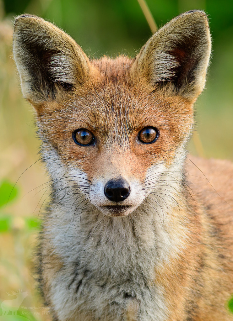 Red fox (Vulpes vulpes)