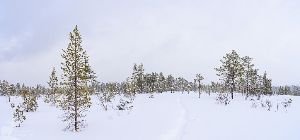 Pines covered in snow on a peat bog, Fulufjället National Park