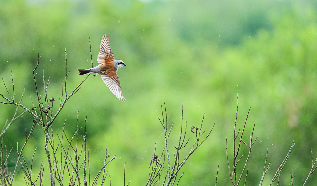 Red-backed shrike (Lanius collurio), Białowieża