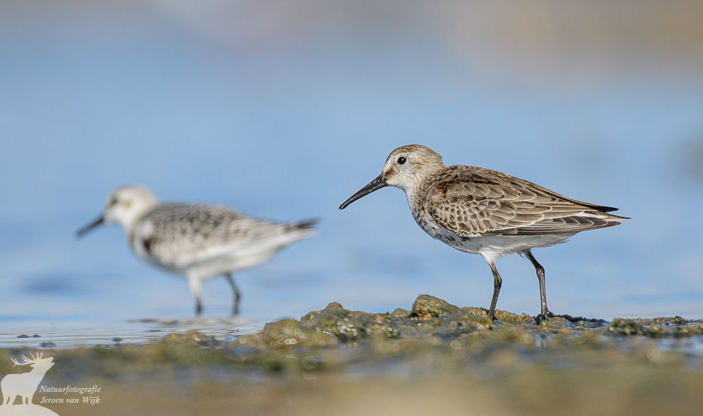 Dunlin (Calidris alpina) and sanderling (Calidris alba), Barbate