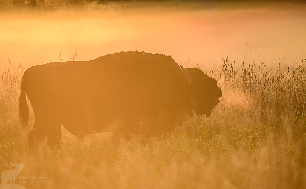 European bison (Bison bonasus), Białowieża