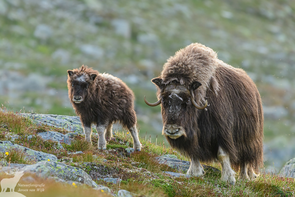 Muskox (Ovibos moschatus), Dovrefjell-Sunndalsfjella National Park, Norway, 2021.