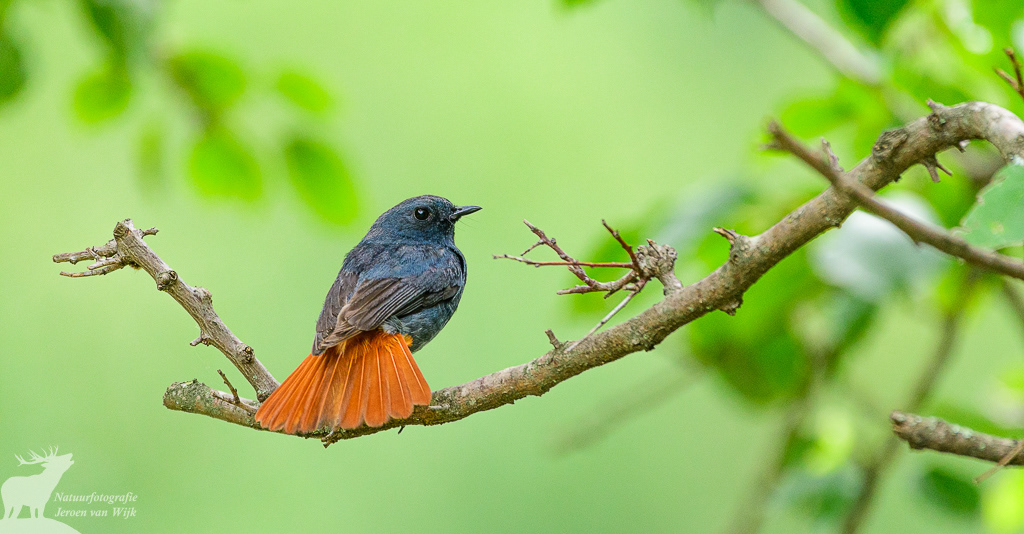 Plumbeous water redstart (Phoenicurus fuliginosus)