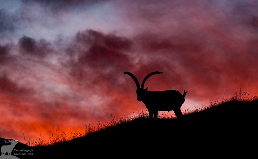 Iberian ibex (Capra pyrenaica), Sierra de Gredos