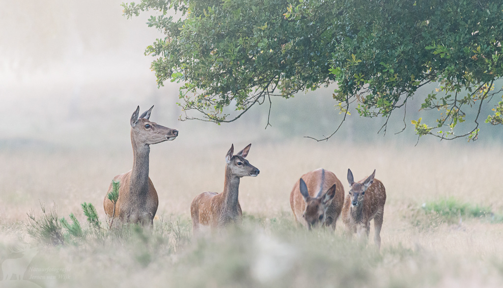 Red Deer (Cervus elaphus)