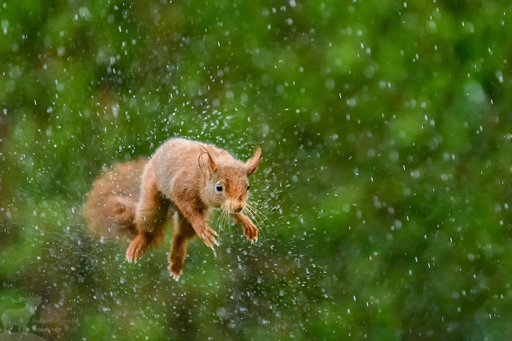 Red squirrel (Sciurus vulgaris)