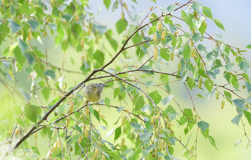 Citril finch (Carduelis citrinella), Ordesa y Monte Perdido National Park, Spanish Pyrenees