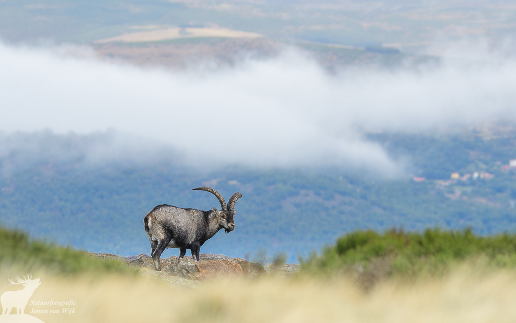 Iberian ibex (Capra pyrenaica), Sierra de Gredos