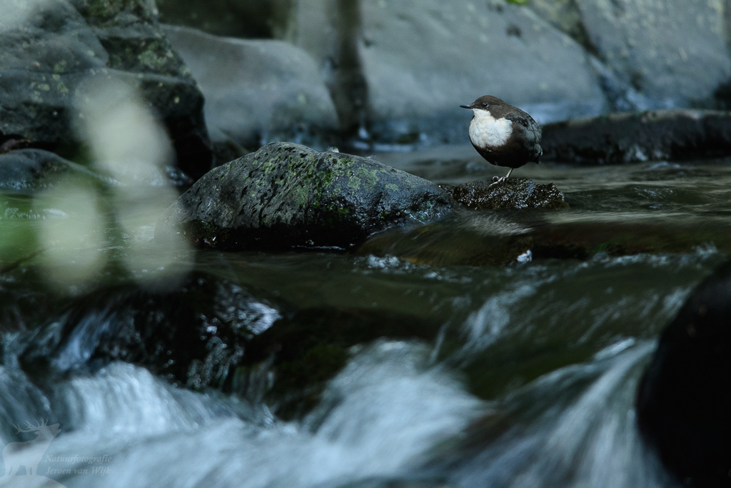 White-throated dipper (Cinclus cinclus)