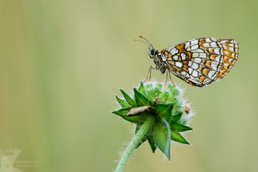 Heath fritillary (Melitaea athalia), Białowieża