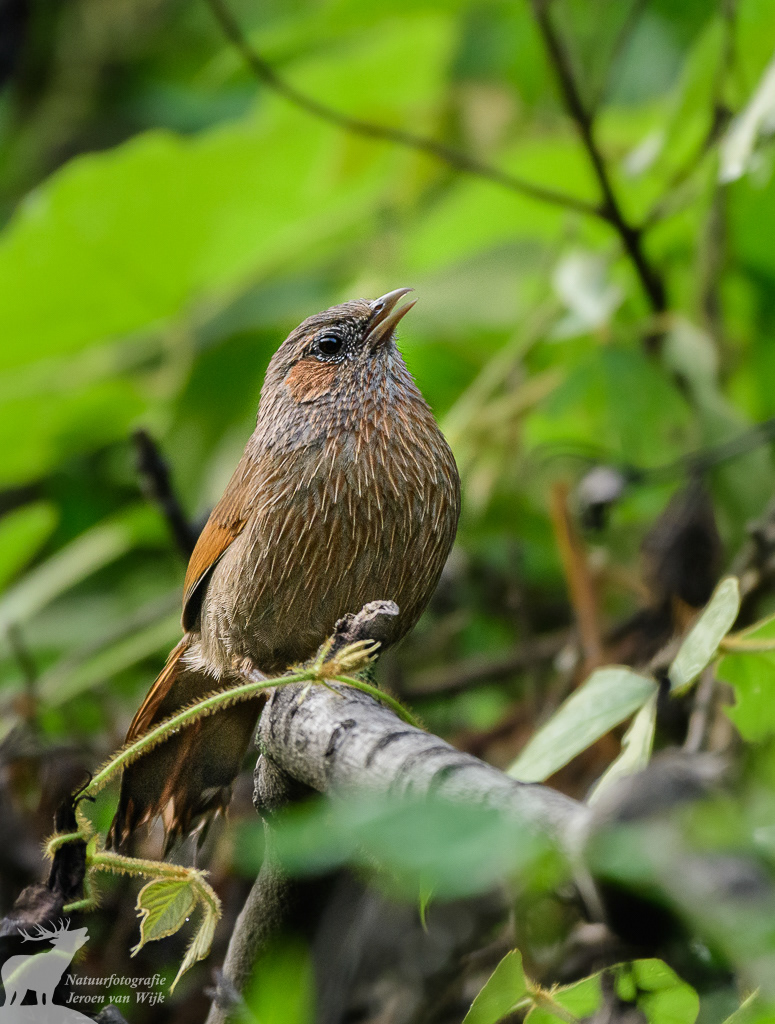 Streaked laughingthrush  (Trochalopteron lineatum)