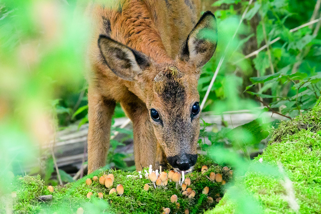 Roe Deer (Capreolus capreolus)