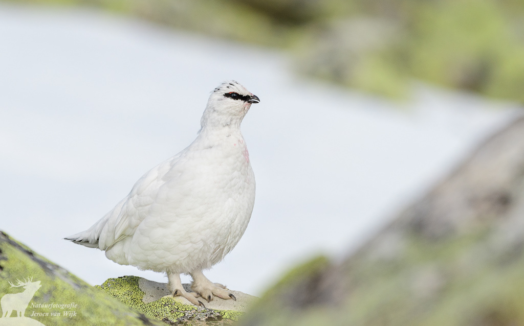 Male rock ptarmigan (Lagopus muta)