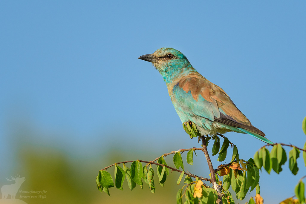 European roller (Coracias garrulus), Vashlovani National Park