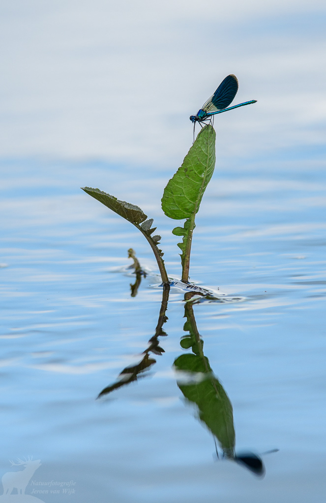 Banded demoiselle (Calopteryx splendens), Biebrza