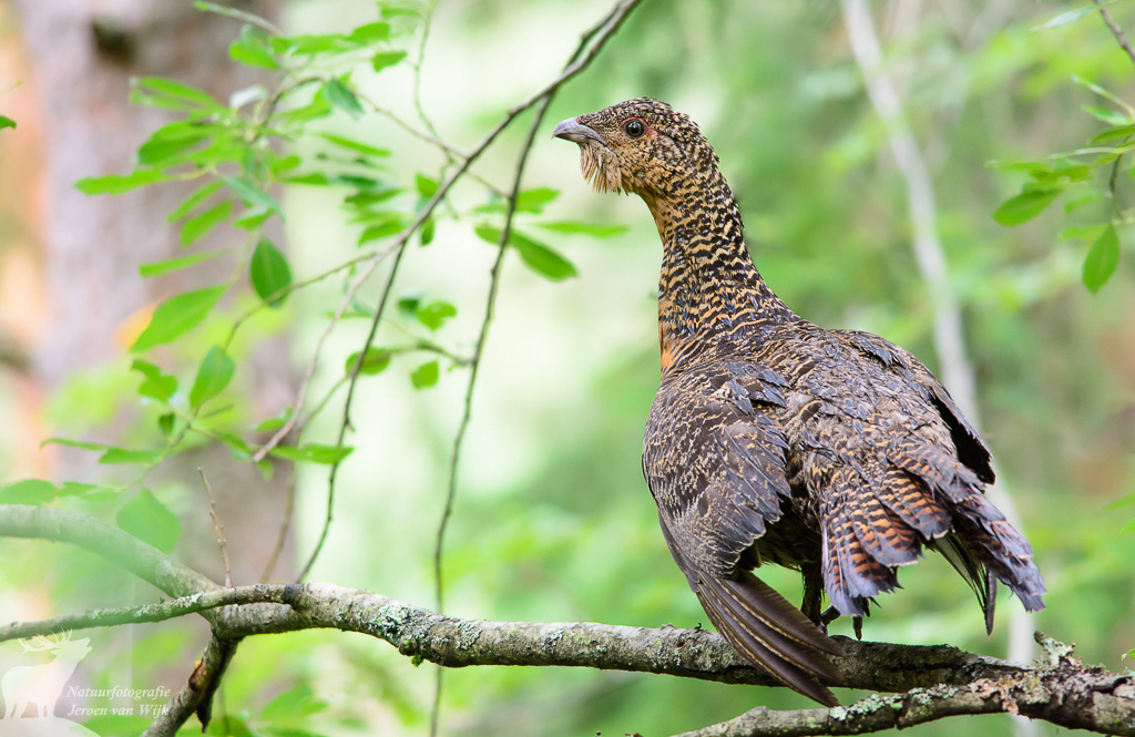 Female western capercaillie (Tetrao urogallus), Norway, 2016.