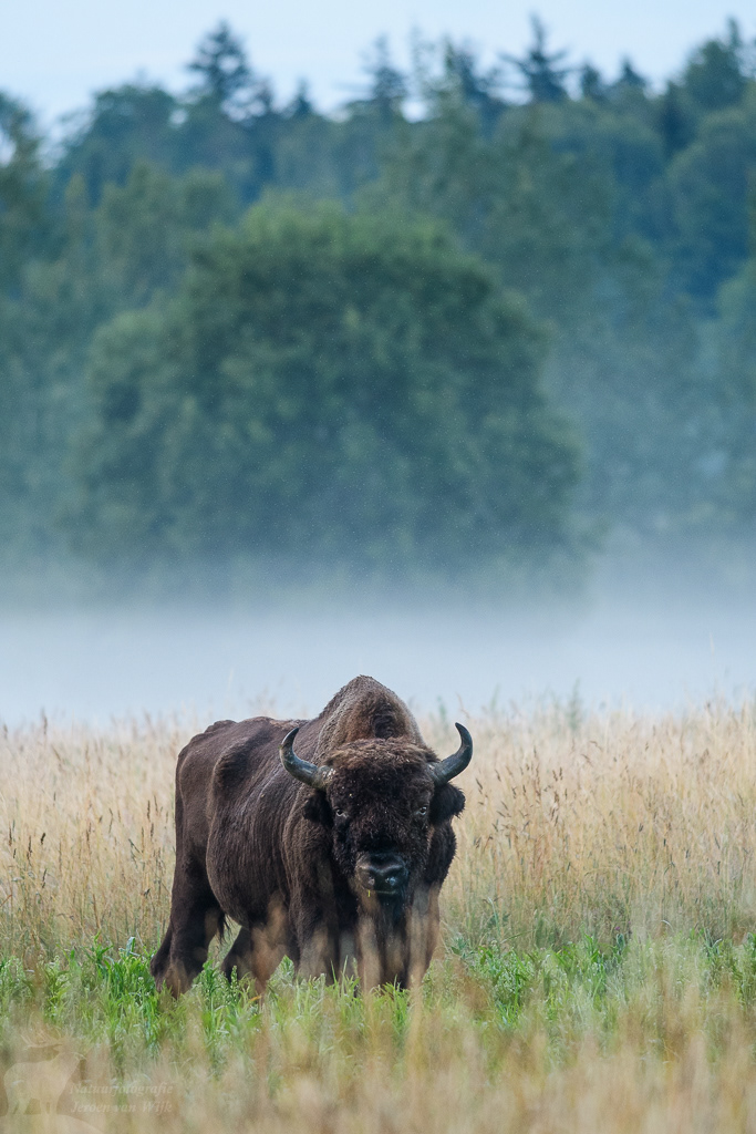 European bison (Bison bonasus), Białowieża