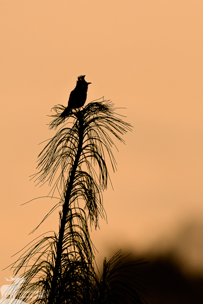  Himalayan bulbul (Pycnonotus leucogenys)